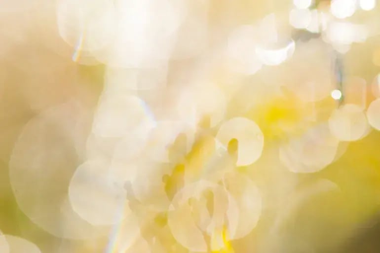 innovation-visual-revops-transformations-concept-abstract-fresh-green-grass-with-dew-drops-colours
