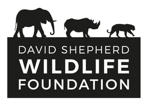 BLACK SMALL - DSWF LOGO