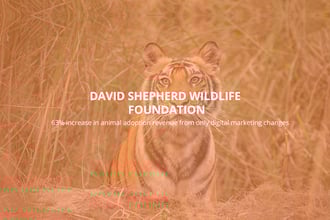 Digital Marketing for the David Shepherd Wildlife Foundation