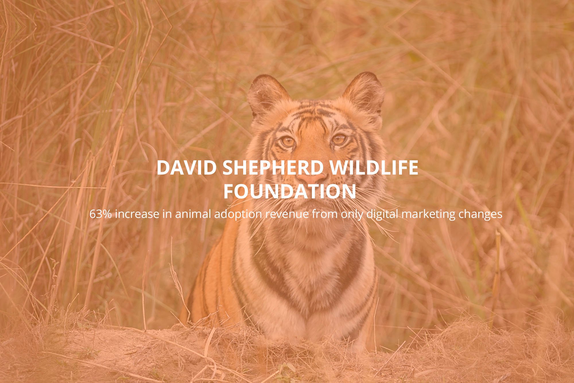 DSWF-Banner-VB