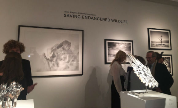 dswf art of survival exhibition 