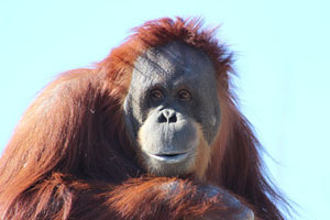 Emotive Orangutan