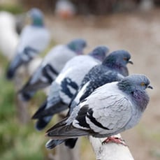 Pigeons Resting On Object