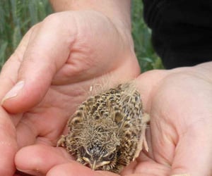 Man Holding Bird Species In His Hand