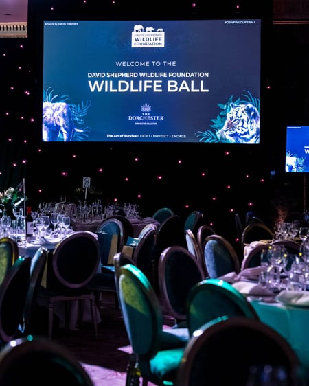 The Wildlife Ball Presentation Screen