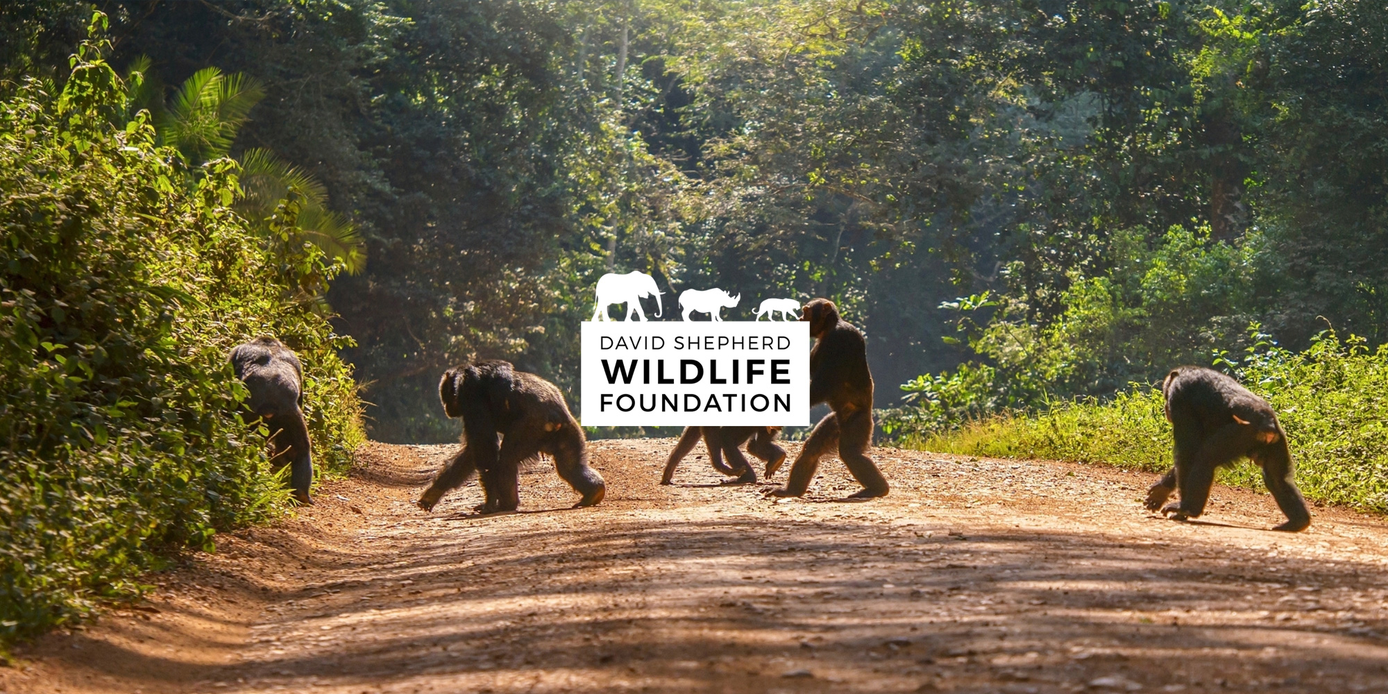 Chimpanzees in Guinea destination of Innovation Visual's charity challenge for David Shepherd Wildlife Foundation