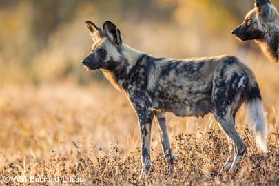 Painted Dog by Will Burrard-Lucas