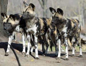 Painted dogs in Zambia 