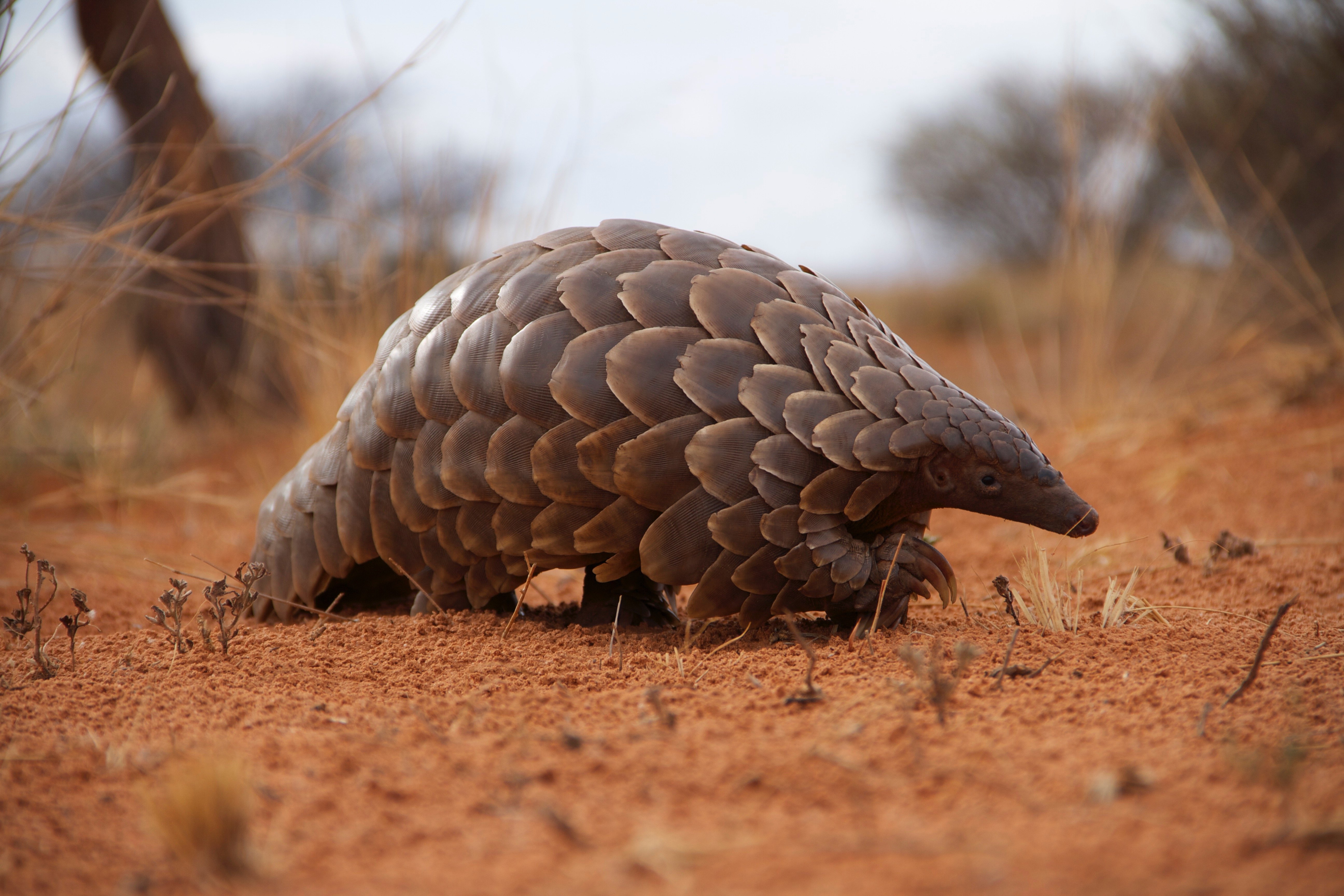 Pangolin-Credit Africa Revealed africarevealed.co.za-1