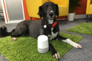 Poppy with Google Home