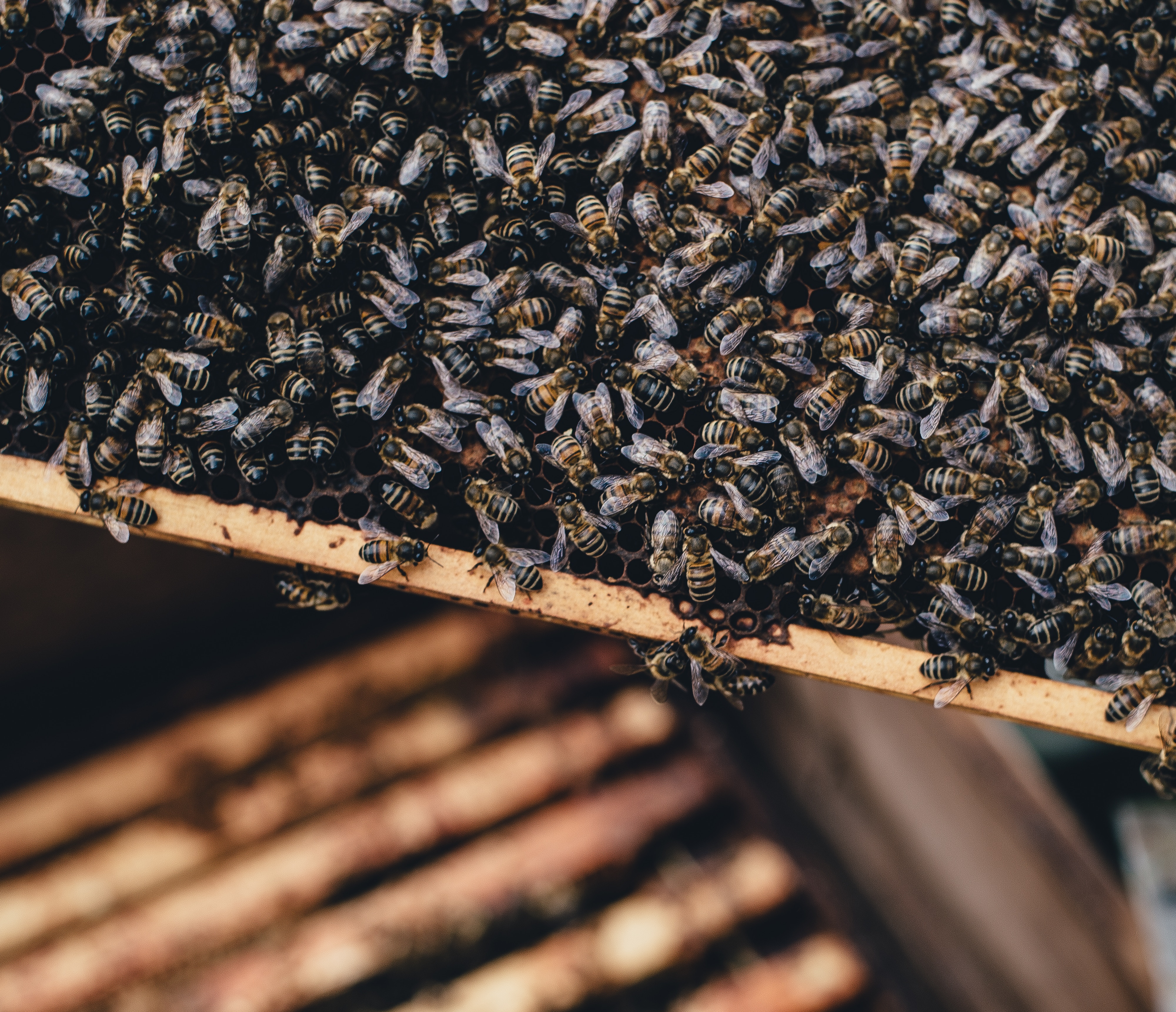 Swarm-of-bees