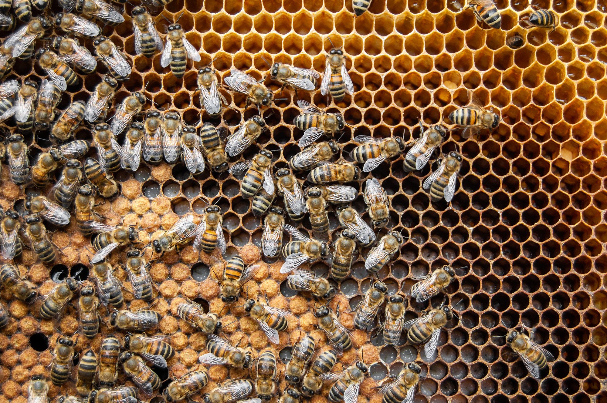 close up of bees in bee hive like AI agents at work