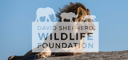David Shepherd Wildlife Foundation logo over image of lion. 