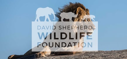 david-shepherd-wildlife-foundation-dswf-saving-endangered-wildlife