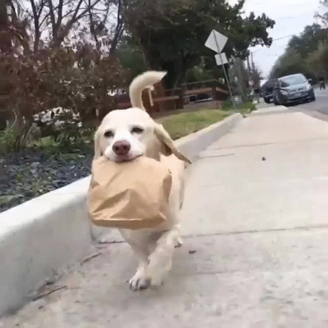 Dog holding paper bag