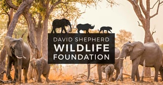 Innovation Visual Donate New Website to Charity, David Shepherd Wildlife Foundation