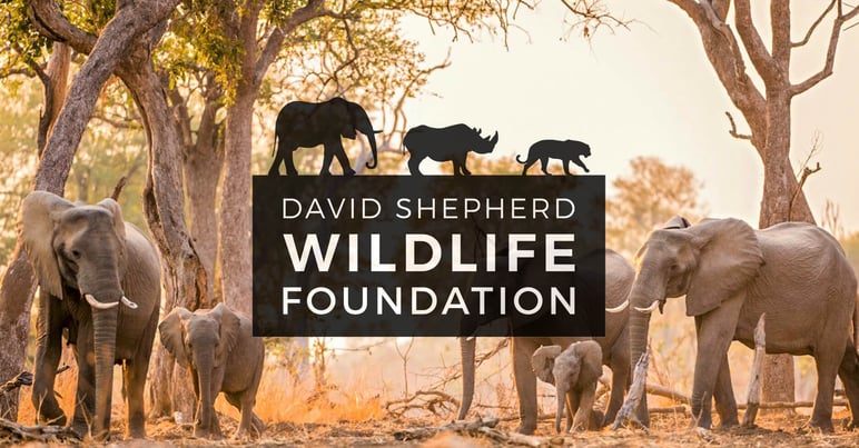 Innovation Visual Donate New Website to Charity, David Shepherd Wildlife Foundation