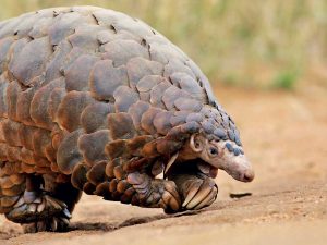 A Pangolin 