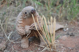 Cute pangolin