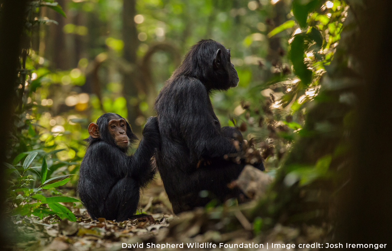 Chimpanzees - Josh Iremonger