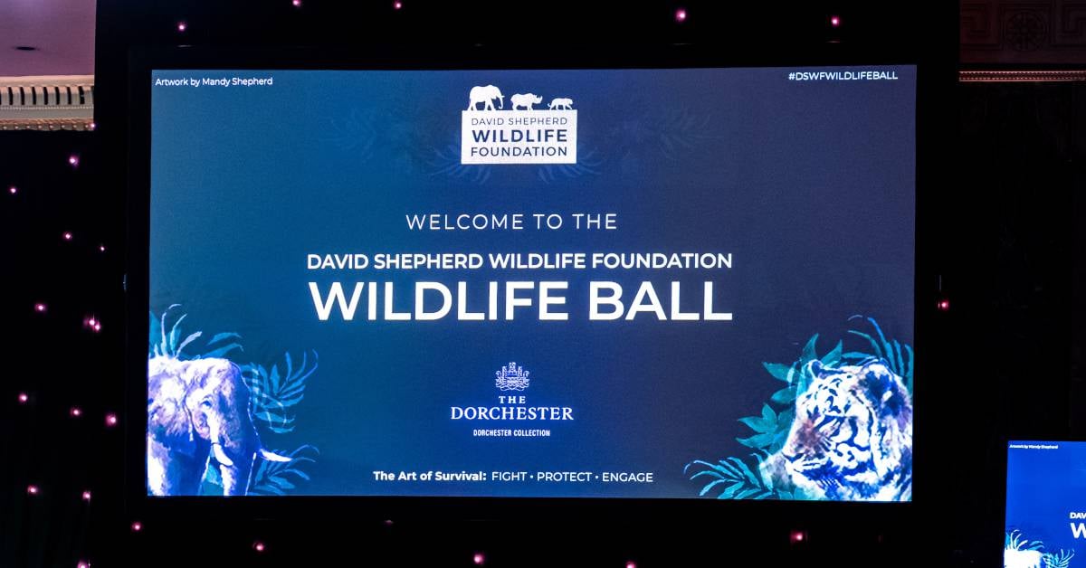 DSWF Ball presentation screen in The Dorchester ball room