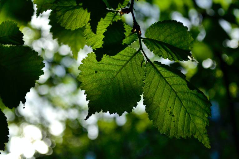 Beech-tree-close-up 