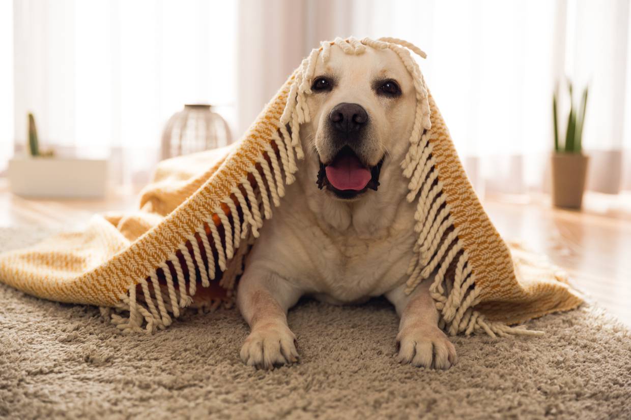 cute dog playing under blanket