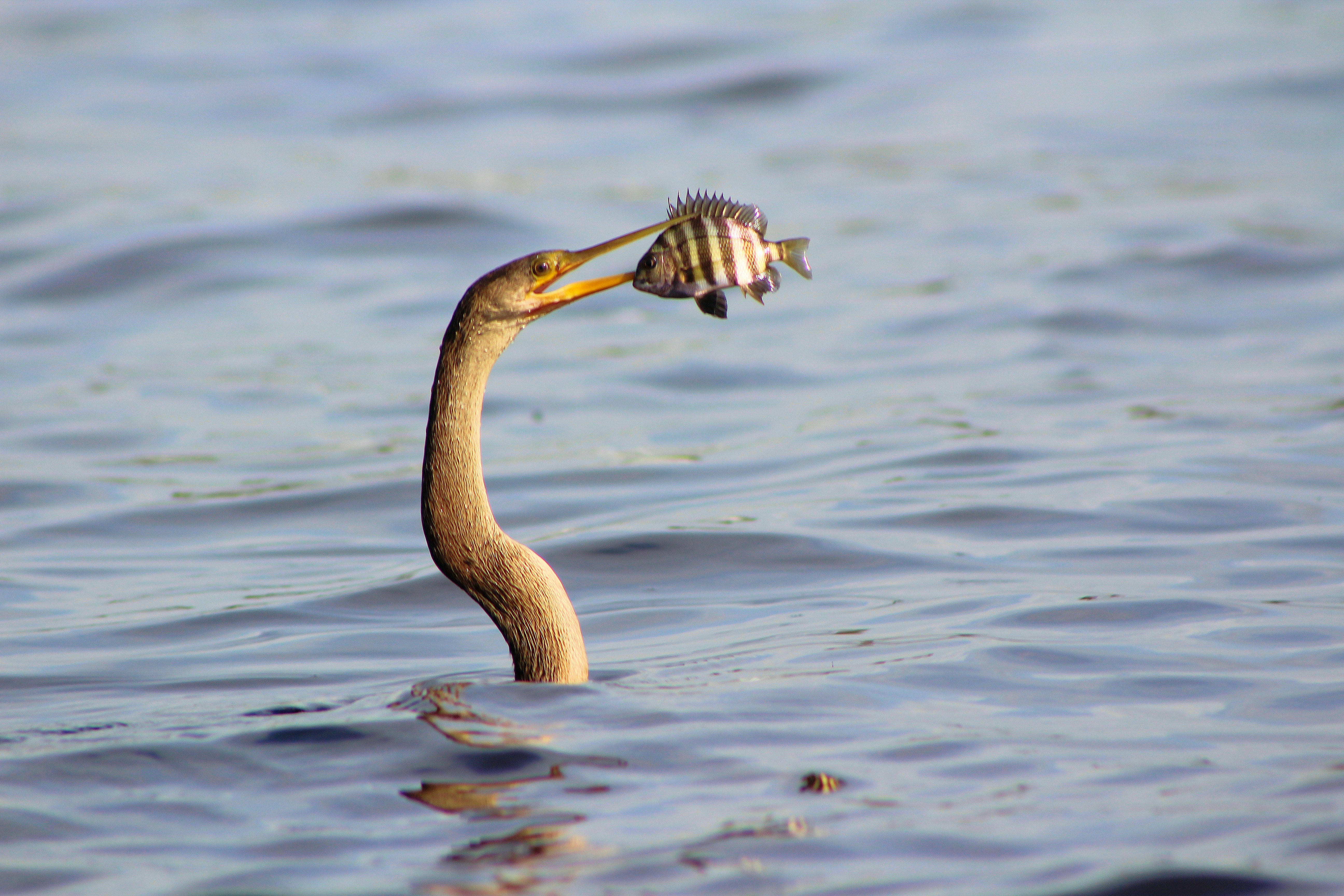 bird catching fish